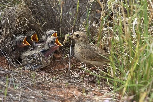 Singing Bush-lark  /  Horsfield's Bushlark - With food for chicks at nest. At Lajamanu an aboriginal community on the northern edge of the Tanami Desert. Northern Territory, Australia
