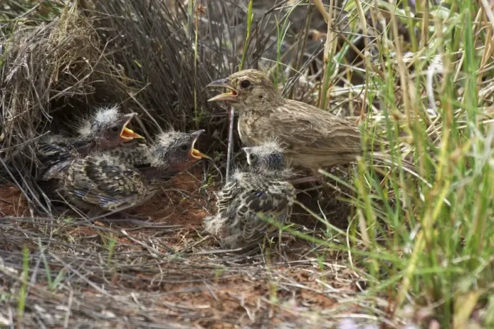 Framed Print : Singing Bush-lark / Horsfield's Bushlark - Parent with chicks At Lajamanu an aboriginal community on the northern edge of the Tanami Desert. Northern Territory, Australia Framed Print : Singing Bush-lark / Horsfield's Bushlark - Parent with chicks At Lajamanu an aboriginal community on the northern edge of the Tanami Desert. Northern Territory, Australia