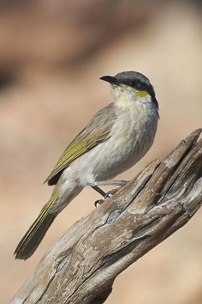 Singing Honeyeater - A common honeyeater found throughout inland Australia and to the coast in the west. Inhabits dry shrublands, mallee and mulga areas, open woodlands and into urban areas in country towns