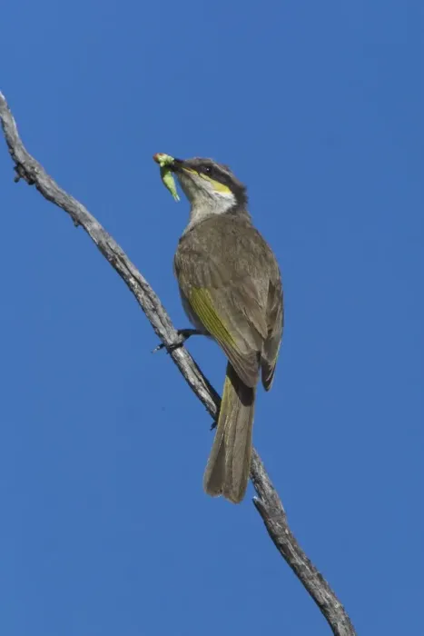 Framed Print : Singing Honeyeater - With food in mouth. A common honeyeater found throughout inland Australia and to the coast in the west. Inhabits dry shrublands, mallee and mulga areas, open woodlands and into urban areas in country towns Framed Print : Singing Honeyeater - With food in mouth. A common honeyeater found throughout inland Australia and to the coast in the west. Inhabits dry shrublands, mallee and mulga areas, open woodlands and into urban areas in country towns
