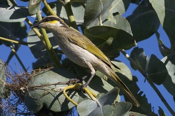 Singing Honeyeater At Lajamanu an aboriginal settlement on the northern edge of the Tanami Desert. Northern Territory, Australia. Found throughout most of Australia except for the eastern seaboard. Both sedentary and nomadic