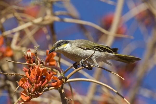 Singing Honeyeater At Mt Liebig Aboriginal Community, Northern Territory, Australia. The tree it is on is Erythrina vespertilio variously called Bat's Wing Coral Tee, Grey Corkwood and Stuart Bean Tree