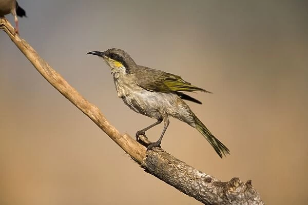 Singing Honeyeater - wet from bathing Found right throughout Australia except for the east coast and Cape York. Inhabits woodlands, various drier inland scrublands, mangroves and town gardens