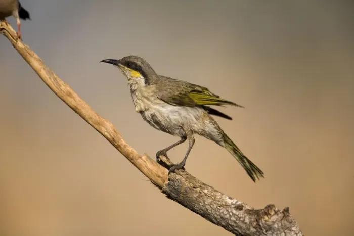 Framed Print : Singing Honeyeater - wet from bathing Found right throughout Australia except for the east coast and Cape York. Inhabits woodlands, various drier inland scrublands, mangroves and town gardens Framed Print : Singing Honeyeater - wet from bathing Found right throughout Australia except for the east coast and Cape York. Inhabits woodlands, various drier inland scrublands, mangroves and town gardens