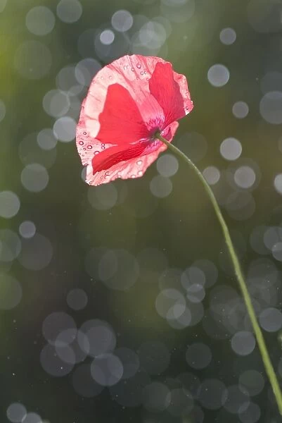 single red poppy angled toward sun backlit with rain drops on petals and out of focus highlight droplets against blurred background
