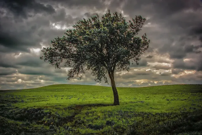 Framed Print : Single tree in the luscious green Flint Hills of Kansas Date: 29-01-2014