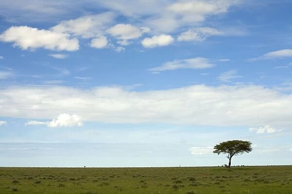 Single tree on the plains of Western Etosha. Etosha National Park Namibia. Africa