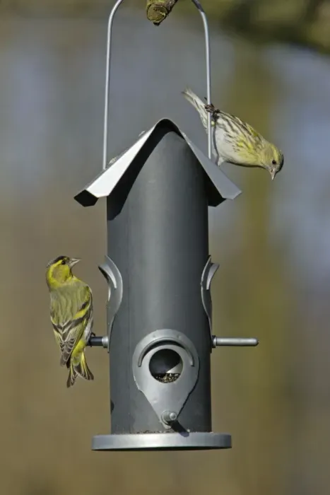Framed Print : Siskin - 2 birds at feeder in garden, Lower Saxony, Germany Framed Print : Siskin - 2 birds at feeder in garden, Lower Saxony, Germany