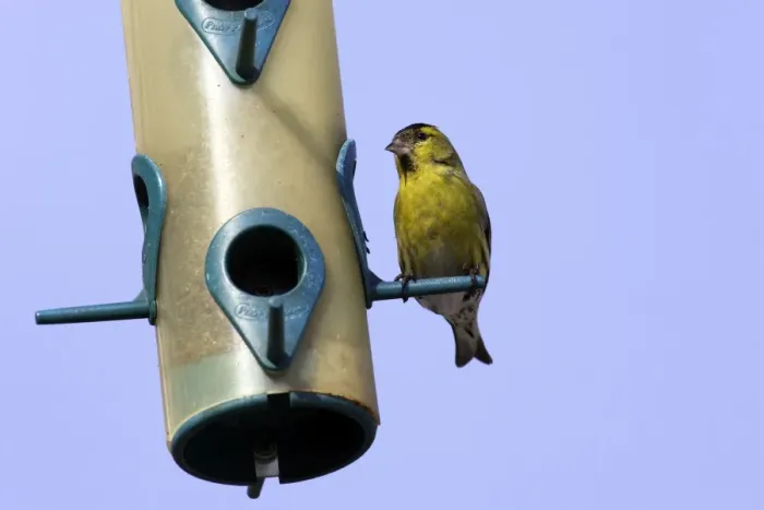 Framed Print : Siskin - feeding on birdfeeder. Alsace - France Framed Print : Siskin - feeding on birdfeeder. Alsace - France