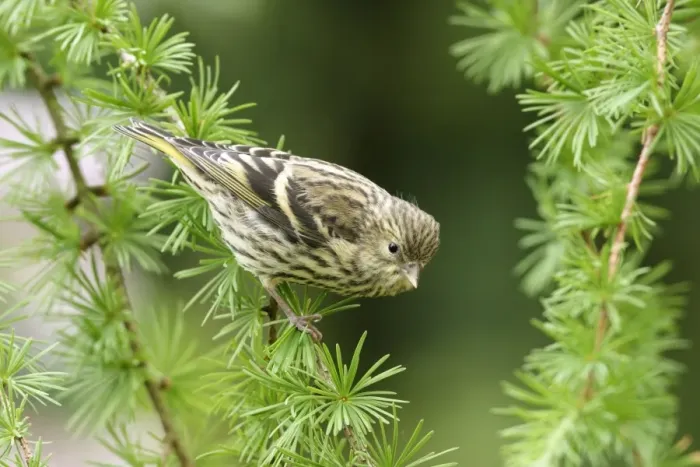 Framed Print : Siskin Female on spruce West Wales, UK Framed Print : Siskin Female on spruce West Wales, UK