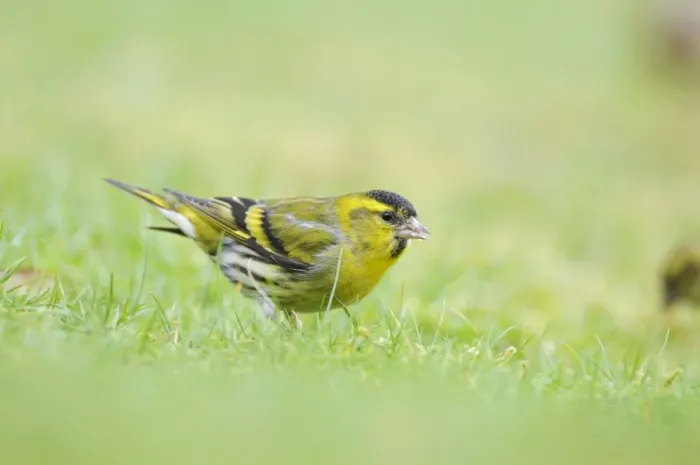 Framed Print : Siskin - on ground Framed Print : Siskin - on ground