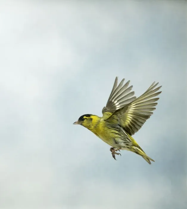 Framed Print : Siskin Male in flight side view UK Framed Print : Siskin Male in flight side view UK