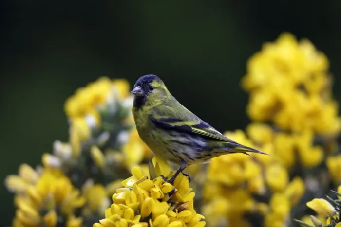 Framed Print : Siskin-male on top of gorse bush, Northumberland UK