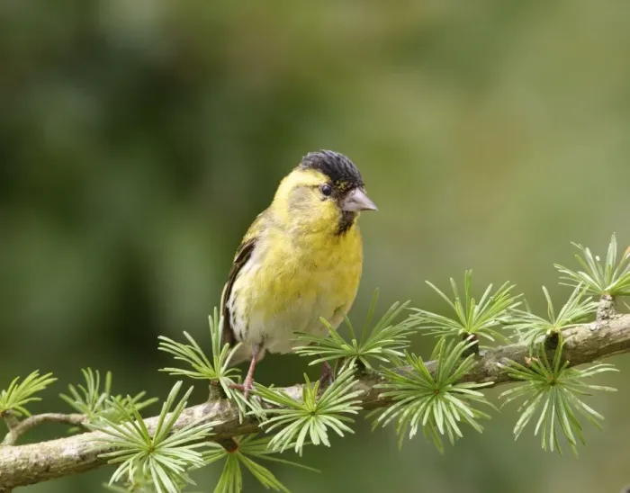 Framed Print : Siskin Male on spruce West Wales, UK Framed Print : Siskin Male on spruce West Wales, UK