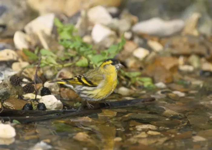 Framed Print : Siskin - male at water stream Framed Print : Siskin - male at water stream
