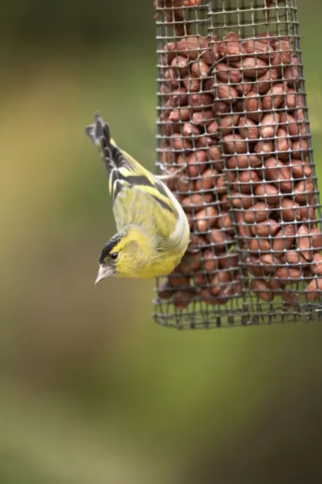 Framed Print : Siskin - on a peanut feeder Framed Print : Siskin - on a peanut feeder