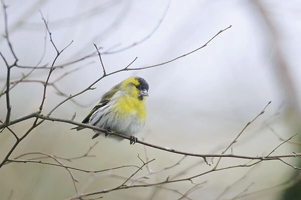 Siskin - perched on branch