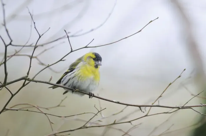 Framed Print : Siskin - perched on branch Framed Print : Siskin - perched on branch