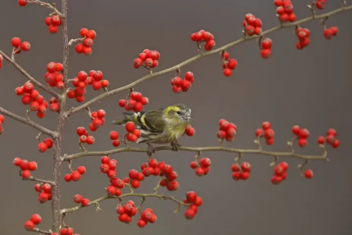 Framed Print : Siskin. Scotland Framed Print : Siskin. Scotland