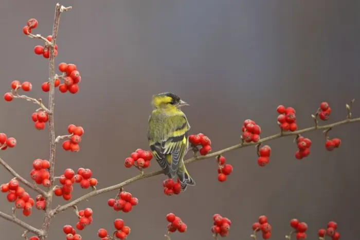 Framed Print : Siskin. Scotland Framed Print : Siskin. Scotland