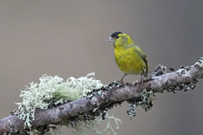 Framed Print : Siskin. Scotland Framed Print : Siskin. Scotland