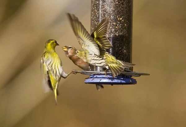 Siskins and Redpoll (Carduelis flammea) at feeder - showing aggression - Hampshire - UK