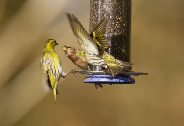 Framed Print : Siskins and Redpoll (Carduelis flammea) at feeder - showing aggression - Hampshire - UK Framed Print : Siskins and Redpoll (Carduelis flammea) at feeder - showing aggression - Hampshire - UK