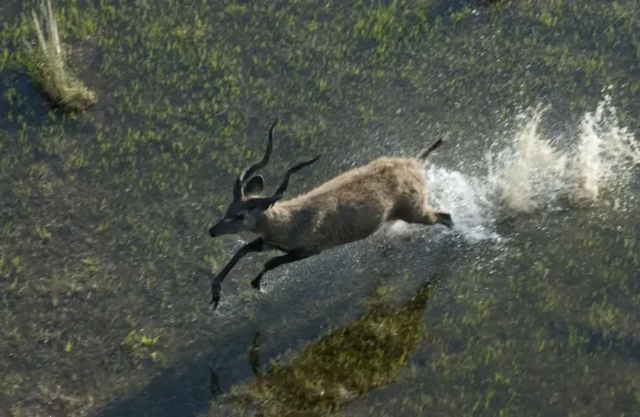 Framed Print : Sitatunga - Aerial view of Sitatunga running Okavango delta, Botswana, Africa
