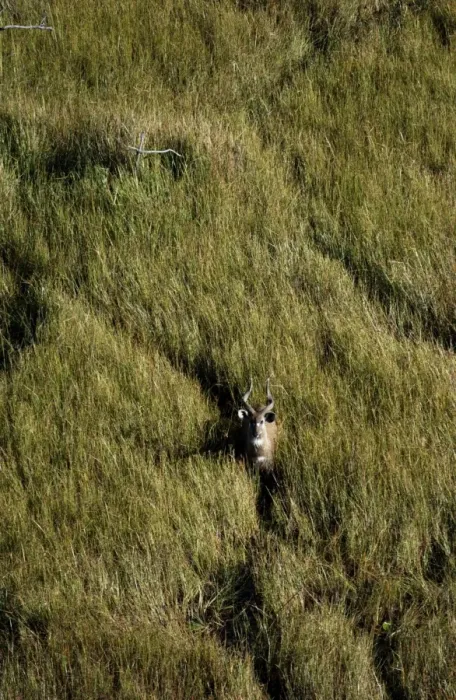 Framed Print : Sitatunga - Aerial view of Sitatunga standing looking up Okavango Delta Botswana Africa Framed Print : Sitatunga - Aerial view of Sitatunga standing looking up Okavango Delta Botswana Africa