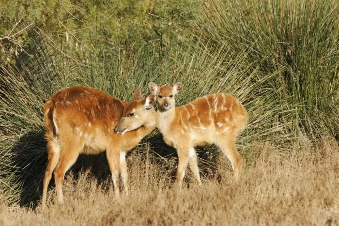 Framed Print : Sitatunga / Marshbuck - female and fawn - in swamp Framed Print : Sitatunga / Marshbuck - female and fawn - in swamp