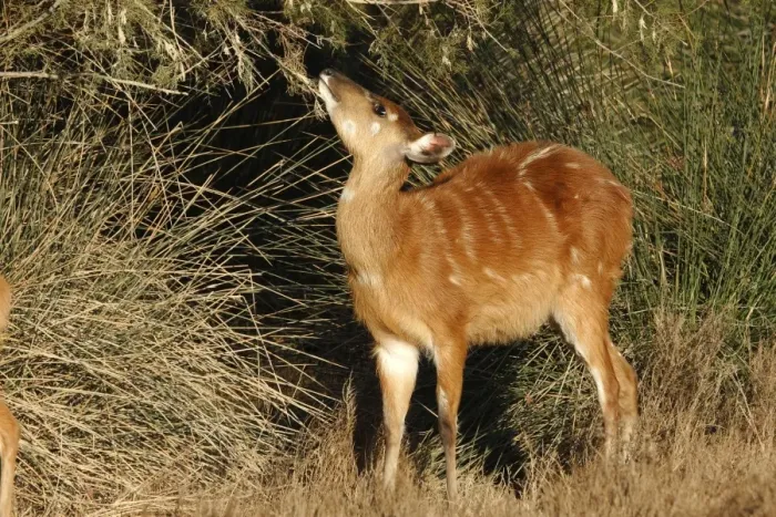 Framed Print : Sitatunga / Marshbuck - female feeding Framed Print : Sitatunga / Marshbuck - female feeding