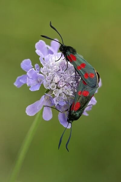 Six-spot Burnet Moth- 2 mating on flower, Hessen, Germany