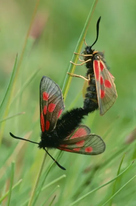 Framed Print : Six-spot Burnet Moth - couple copulating Framed Print : Six-spot Burnet Moth - couple copulating