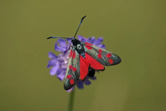 Framed Print : Six-spot Burnet Moth- feeding on flower, Hessen, Germany Framed Print : Six-spot Burnet Moth- feeding on flower, Hessen, Germany