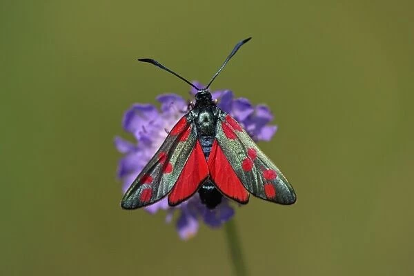 Six-spot Burnet Moth- feeding on flower, Hessen, Germany