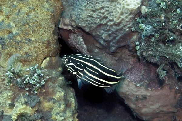 Sixline Soapfish - usually found in caves this fish has a bitter skin which makes it unpopular as a prey item - Indonesia