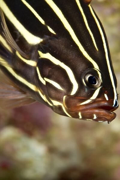 Sixstripe Soapfish - Indonesia