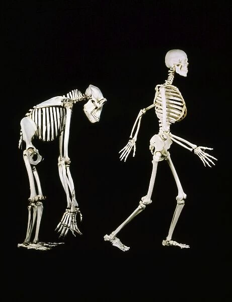 Skeleton - Gorilla & Man
