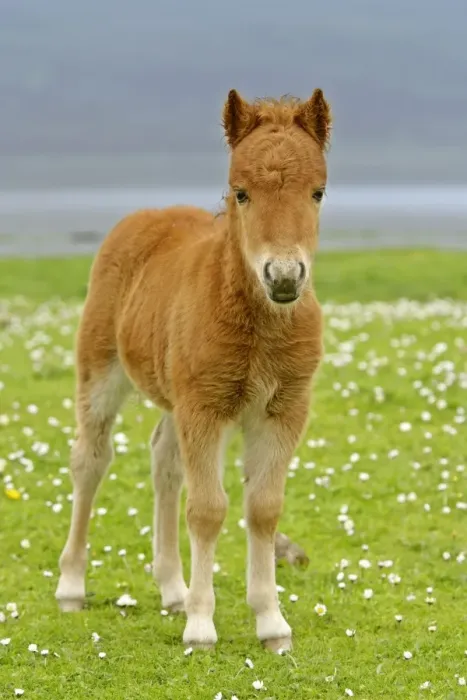 Framed Print : Skewbald Shetland Pony foal on pasture looking into camera Central Mainland, Shetland Isles, Scotland, UK Framed Print : Skewbald Shetland Pony foal on pasture looking into camera Central Mainland, Shetland Isles, Scotland, UK