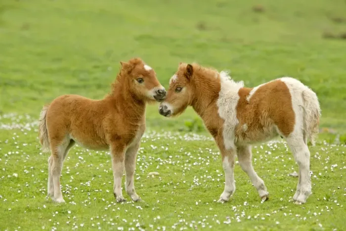 Framed Print : Skewbald Shetland Pony two foals sticking their heads together in affection Central Mainland, Shetland Isles, Scotland, UK Framed Print : Skewbald Shetland Pony two foals sticking their heads together in affection Central Mainland, Shetland Isles, Scotland, UK