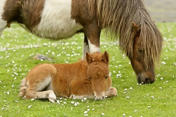 Skewbald Shetland Pony grazing mare with resting foal on pasture Central Mainland, Shetland Isles, Scotland, UK