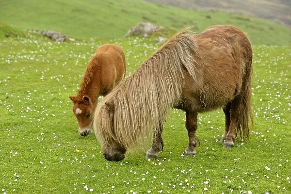 Skewbald Shetland Pony mare and foal grazing on pasture Central Mainland, Shetland Isles, Scotland, UK