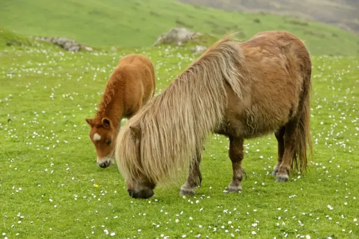 Framed Print : Skewbald Shetland Pony mare and foal grazing on pasture Central Mainland, Shetland Isles, Scotland, UK Framed Print : Skewbald Shetland Pony mare and foal grazing on pasture Central Mainland, Shetland Isles, Scotland, UK