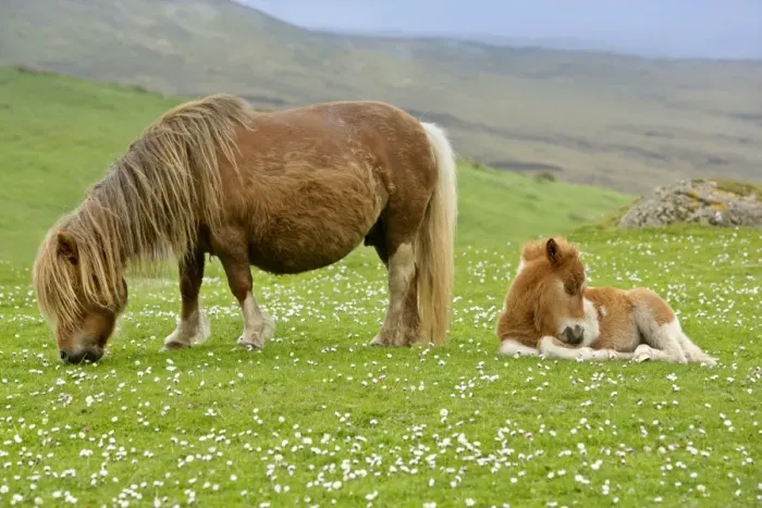 Framed Print : Skewbald Shetland Pony mare grazing and foal resting on pasture Central Mainland, Shetland Isles, Scotland, UK Framed Print : Skewbald Shetland Pony mare grazing and foal resting on pasture Central Mainland, Shetland Isles, Scotland, UK