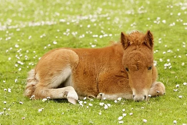 Skewbald Shetland Pony - resting foal on pasture Central Mainland, Shetland Isles, Scotland, UK