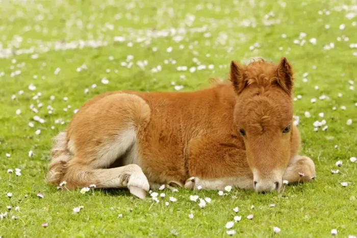 Framed Print : Skewbald Shetland Pony - resting foal on pasture Central Mainland, Shetland Isles, Scotland, UK Framed Print : Skewbald Shetland Pony - resting foal on pasture Central Mainland, Shetland Isles, Scotland, UK