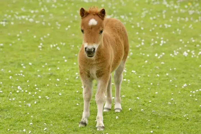 Framed Print : Skewbald Shetland Pony standing on blooming pasture looking into camera Central Mainland, Shetland Isles, Scotland, UK Framed Print : Skewbald Shetland Pony standing on blooming pasture looking into camera Central Mainland, Shetland Isles, Scotland, UK