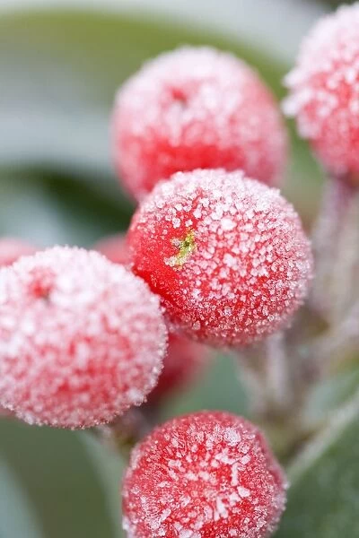 Skimmia Berries Frosted