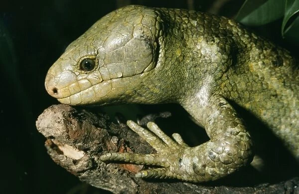 Skink A. K. A:Prehensile tailed & monkey tailed. Bougainville, Solomon Island