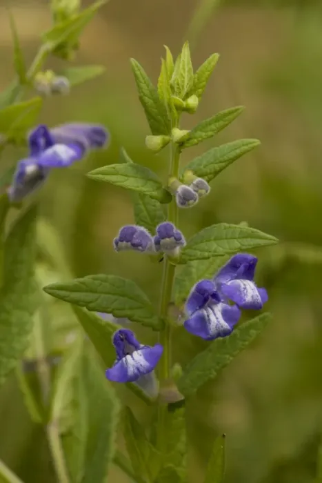 Framed Print : Skullcap (Scutellaria galericulata); Dorset Framed Print : Skullcap (Scutellaria galericulata); Dorset
